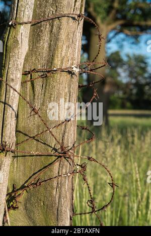 Wooden post with old, rusty barbed wire around it. Stock Photo