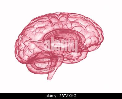 Human brain - side view blue 3d render isolated on white Stock Photo