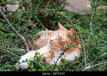 Predator in hiding. Domestic ginger cat hiding amongst shrubs waiting for pigeons Stock Photo