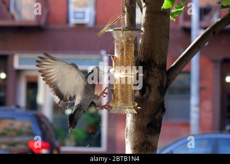 A city pigeon raids a small bird feeder for its bird seed. Stock Photo