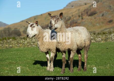 Blue Faced Leicester sheep breed in a field in Yorkshire Dales, UK Stock Photo