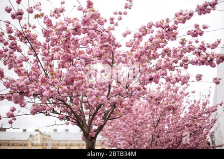 Cherry blossoms, cherry blossoms, beautiful spring cherry blossoms with fading on a pastel pink and white background. Stock Photo