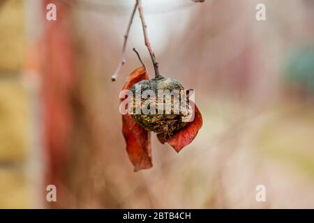 An old rotten apple hanging on a branch with a dried up leaf on a late autumn day. Apple tree without leaves and with fruit in winter. Seasonal natura Stock Photo