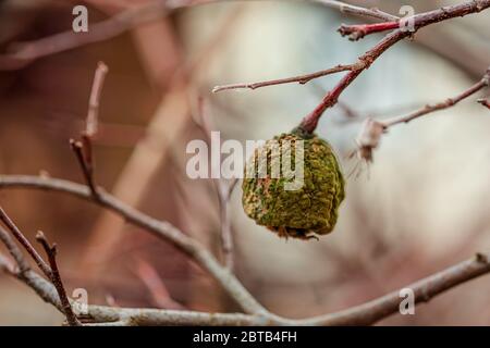 An old rotten apple hanging on a branch with a dried up leaf on a late autumn day. Apple tree without leaves and with fruit in winter. Seasonal natura Stock Photo