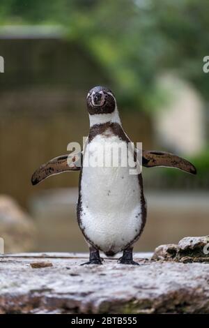Humboldt Penguin; Spheniscus humboldti; Captive; UK Stock Photo