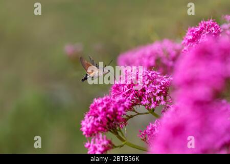 Hummingbird Hawkmoth; Macroglossum stellatarum; Hovering at Red Valerian; UK Stock Photo