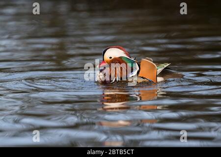 Mandarin Drake; Aix galericulata; Devon; UK Stock Photo