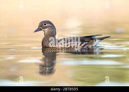 Mandarin Duck; Aix galericulata; Female; Devon; UK Stock Photo