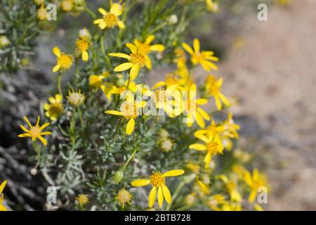 Narrow Leaf Goldenbush, Ericameria Linearifolia, Asteraceae, native shrub in Pioneertown Mountains Preserve, Southern Mojave Desert, Springtime. Stock Photo