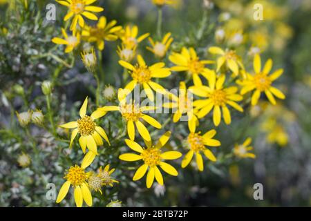 Narrow Leaf Goldenbush, Ericameria Linearifolia, Asteraceae, native shrub in Pioneertown Mountains Preserve, Southern Mojave Desert, Springtime. Stock Photo