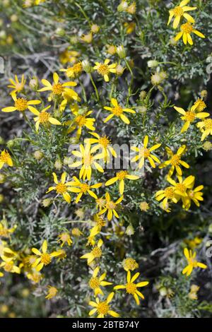 Narrow Leaf Goldenbush, Ericameria Linearifolia, Asteraceae, native shrub in Pioneertown Mountains Preserve, Southern Mojave Desert, Springtime. Stock Photo