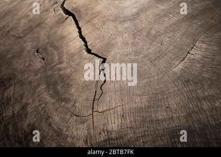 Stump of tree felled, section of the trunk with annual rings Stock Photo