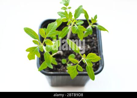 Seedlings of tomatoes in a pot isolated on a white background. View from above Stock Photo