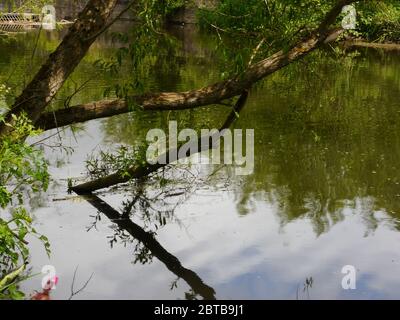 River Derwent, Derwent Country Park, Swalwell, Gateshead, UK Stock Photo