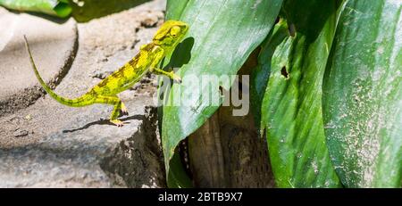 single chameleon is climbing a leaf, Shore of Lake Malawi, Africa Stock Photo