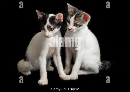 Two Beautiful twin domestic white kitten cat isolated on a black background Stock Photo