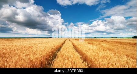 Vast wheat fields panorama Stock Photo