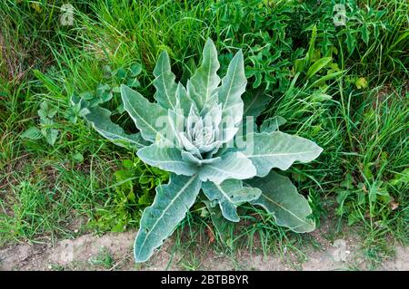 Common mullein, Verbascum thapsus, growing on a field margin. Stock Photo