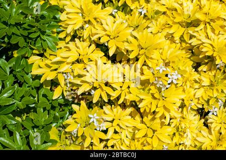 A Mexican Orange plant, Choisya ternata 'sundance', with leaves beginning to revert from yellow to their natural green colour. Stock Photo