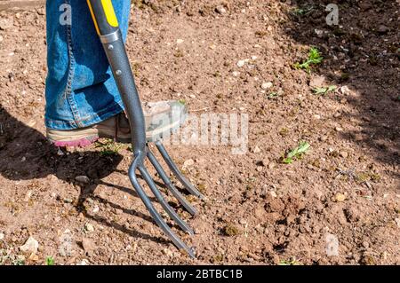 Using a fork in a garden - preparing a plot for planting. Stock Photo