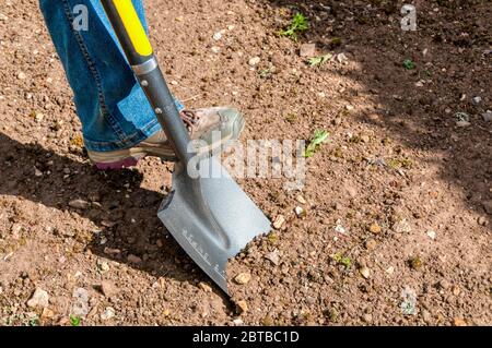 Digging using a garden spade in a garden - preparing a plot for planting. Stock Photo
