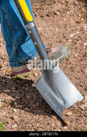 Digging using a garden spade in a garden - preparing a plot for planting. Stock Photo