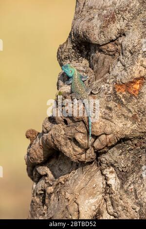 Tree Agama (Agama atricollis) on an acacia tree Mara North Conservancy, Kenya Stock Photo