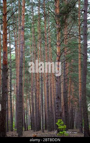 Dense pine forest. Trunks of ship pines. Tall conifers. Forest of Carpathian mountains. Background of trees. Pattern. Natural landscape. Beautiful Stock Photo