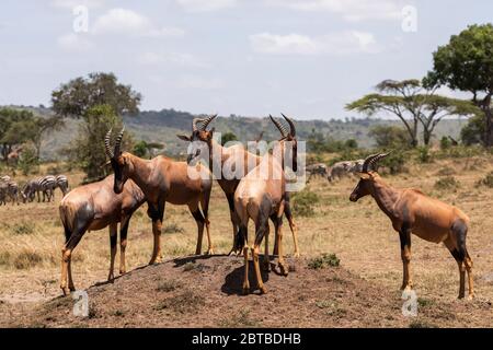 Topi (Damaliscus lunatus jimela) standing on a termite mound in Mara North Conservancy, Kenya Stock Photo