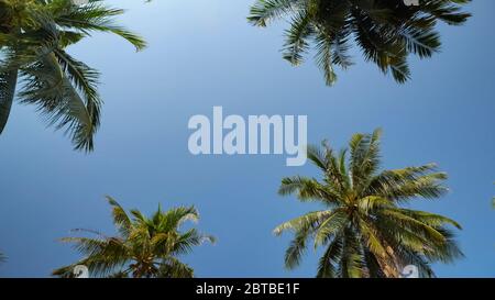 high tropical palm trees rise above beach under scorching sun against boundless blue sky low angle shot Stock Photo