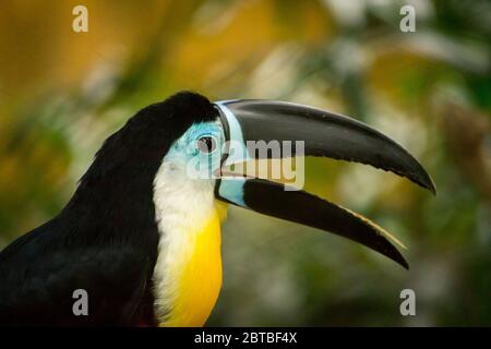 A citron-throated Channel-billed toucan (Ramphastos vitellinus) native to South American tropical jungles. Stock Photo