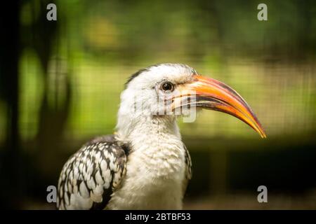 Close up of a yellow-billed hornbill (Tockus sp). Stock Photo