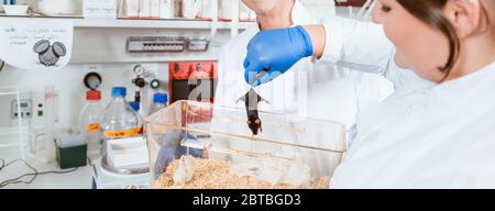 Two scientists working in laboratory on rats Stock Photo