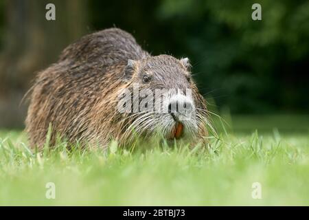 Close-up of Nutria river rat (Myocastor coypus) in grass showing its large orange teeth Stock Photo