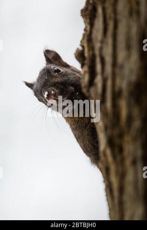 Eastern Gray Squirrel, Sciurus carolinensis, on an oak tree in central Michigan, USA Stock Photo