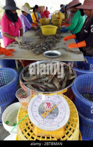 a shrimp earning at a shrimp farm at the Khao sam roi Yot national park south of the Town of Hua Hin in Thailand.   Thailand, Hua Hin, November, 2011 Stock Photo