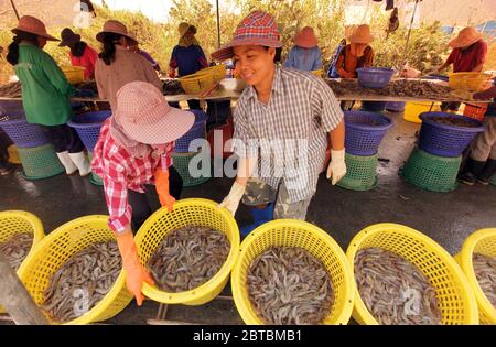 a shrimp earning at a shrimp farm at the Khao sam roi Yot national park south of the Town of Hua Hin in Thailand.   Thailand, Hua Hin, November, 2011 Stock Photo