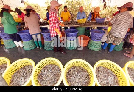 a shrimp earning at a shrimp farm at the Khao sam roi Yot national park south of the Town of Hua Hin in Thailand.   Thailand, Hua Hin, November, 2011 Stock Photo