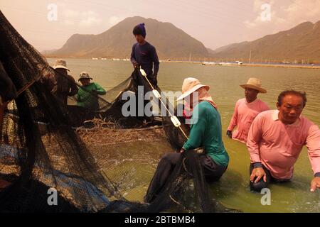 a shrimp earning at a shrimp farm at the Khao sam roi Yot national park south of the Town of Hua Hin in Thailand.   Thailand, Hua Hin, November, 2011 Stock Photo