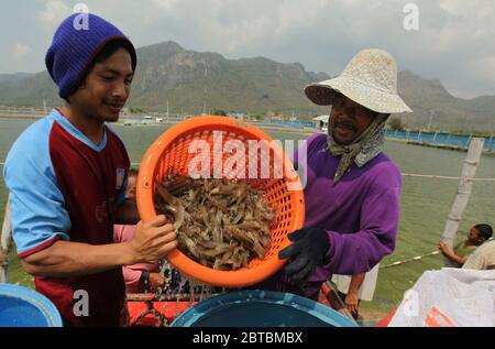 a shrimp earning at a shrimp farm at the Khao sam roi Yot national park south of the Town of Hua Hin in Thailand.   Thailand, Hua Hin, November, 2011 Stock Photo