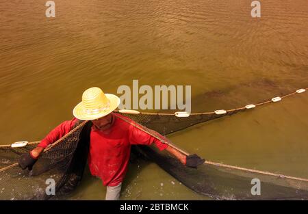 a shrimp earning at a shrimp farm at the Khao sam roi Yot national park south of the Town of Hua Hin in Thailand.   Thailand, Hua Hin, November, 2011 Stock Photo