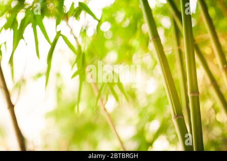 Bamboo green forest background on sunny day - soft focus Stock Photo