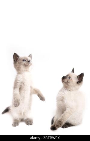 Two little Thai kittens look at something in surprise Stock Photo