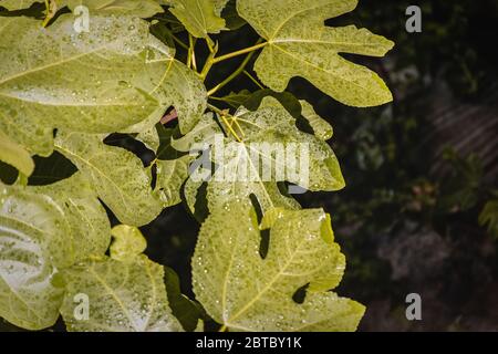 large green fig leaves with raindrops under the bright sunlight just after the spring rain Stock Photo