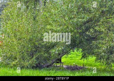 Lush crown of willow tree. Willow tree branches with young green leaves as nature background. Salix fragilis foliage wall Stock Photo