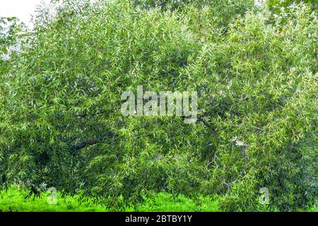 Lush crown of willow tree. Willow tree branches with young green leaves as nature background. Salix fragilis foliage wall Stock Photo