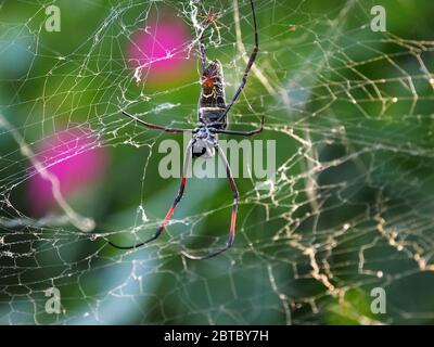 large red-legged female patterned African Orb Web Spider on glittering web with small male behind in coastal town of Malindi, Kenya, Africa Stock Photo