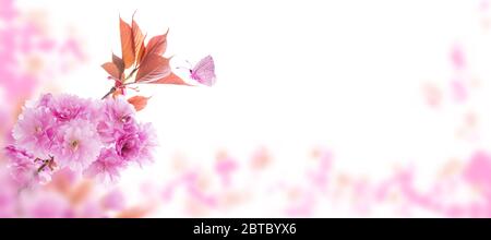 Sakura tree branch with pink flowers and young leaves on the spring blurred garden horizontal background. Springtime cherry blossom and butterfly. Stock Photo