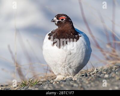 Willow or Red Ptarmigan Male in Denali National Park Stock Photo