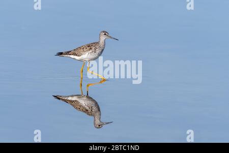 Lesser Yellowlegs in Alaska Stock Photo